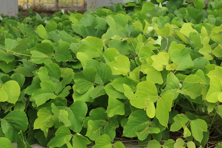 Kudzu vine ivy growth in southernの写真素材
