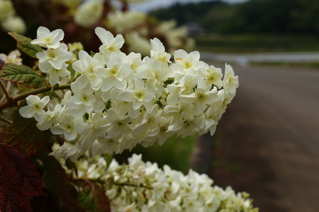 White Hydrangea quercifolia flower treeの写真素材
