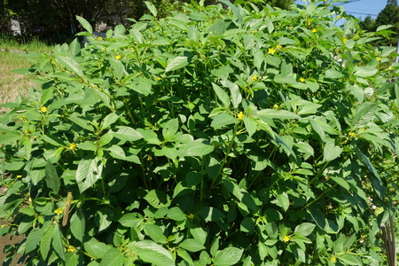 Moroheiya in the field (Nalta Jute plant)の写真素材