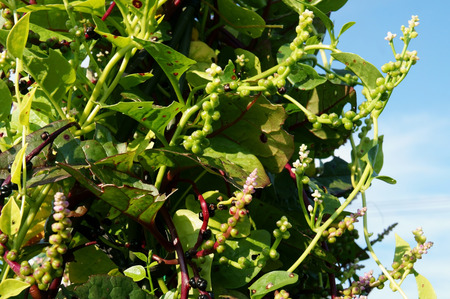 Basella rubra.の写真素材