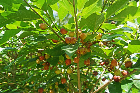 Mulberry fruit on tree branch