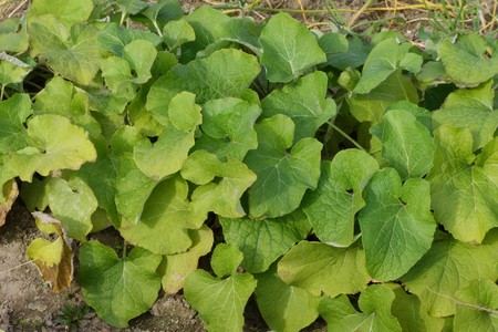 Burdock field, big leavesの写真素材