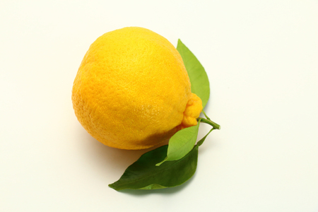 Japanese citrus fruit named "Decopon".の写真素材