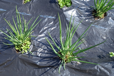 Vegetable garden of Green onions. Green onionsの写真素材