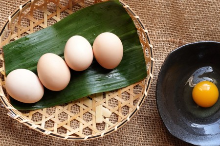 White hen in Breeding, Silkieの写真素材