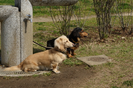 Coupled to two dachshundsの写真素材