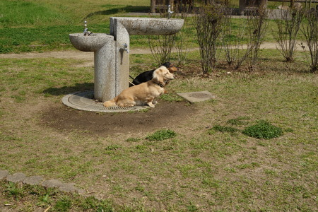 Coupled to two dachshundsの写真素材