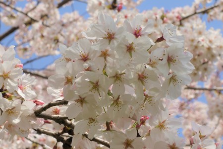 Japan cherry blossoms, in a blue sky of spring, April.の写真素材