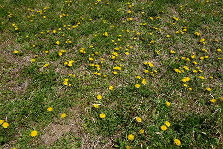 Yellow dandelion flowers. Dandelions field background on spring sunny day. Blooming dandelion.の写真素材