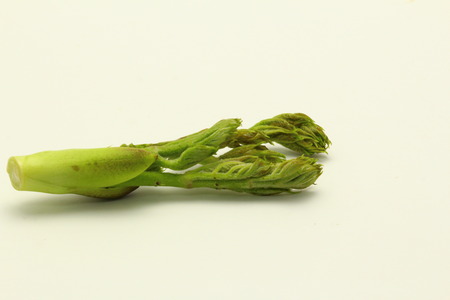 Buds eaten. And in edible cod of the young leaves in Japanの写真素材