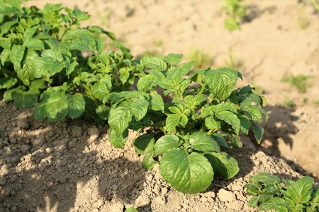 Potato plantingの写真素材