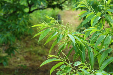 Edible chestnut tree, flowers bloomの写真素材