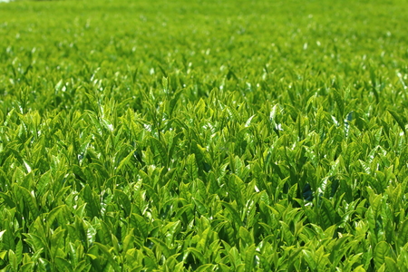 Close-up on tea bushes in a plantationの写真素材