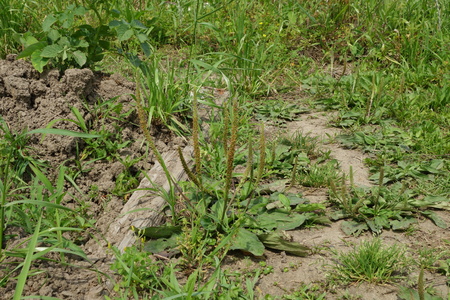 Asiatic plantain flower in a meadowの写真素材