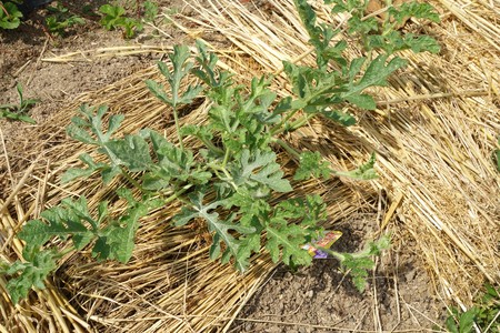 Cultivation of watermelon at home garden, Mayの写真素材