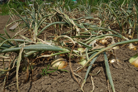 Harvesting onion field, new onionの写真素材