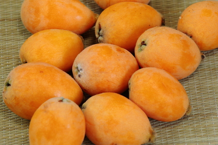 Fresh orange Japanese Loquat fruitの写真素材