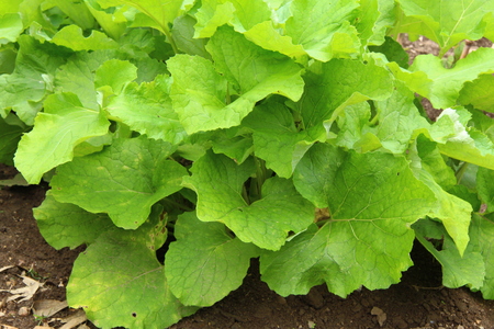Burdock  leaves of the fieldの写真素材