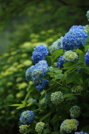 Summer flowers, hydrangeasの写真素材