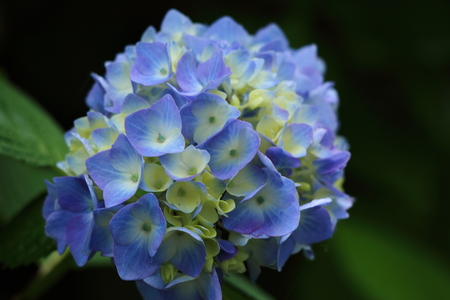 Summer flowers, hydrangeasの写真素材