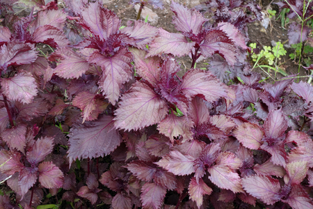 Red Shiso cultivation in japan (Red perilla)の写真素材