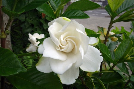 Beautiful white gardenia on branch tree.の写真素材