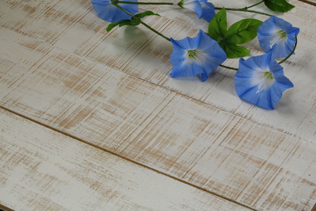White board and morning gloryの写真素材