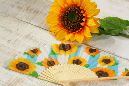 Sunflower fanning paper on white backgroundの写真素材