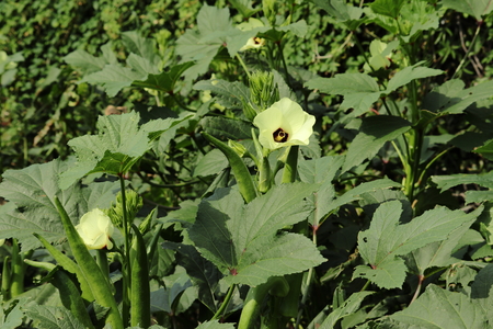 Fresh okra (Lady's Finger) in the gardenの写真素材