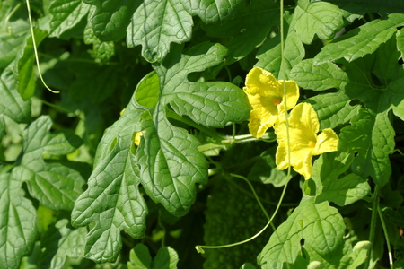 Bitter gourd flowerの写真素材