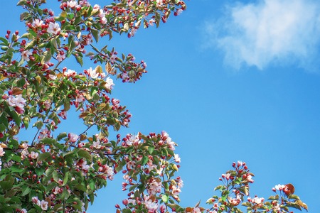 blooming tree branch on blue sky background with cloud