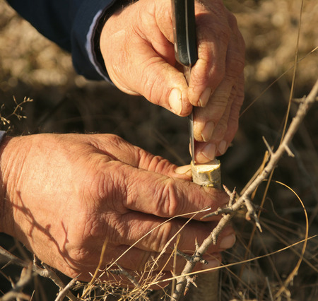 grafting a fruit tree with old hardworking hands in a garden