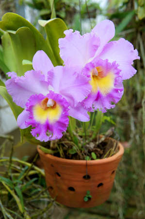 Purple orchidの写真素材