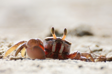 crab on the beach, thailandの写真素材