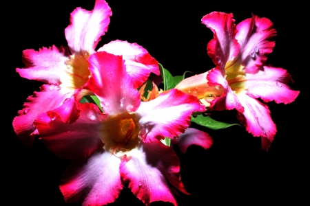 Desert Roseの写真素材