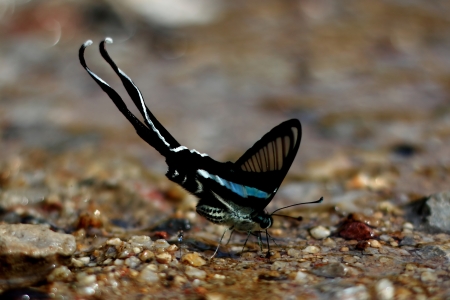 Green Dragontail Butterflyの写真素材