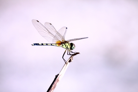 dragonflyの写真素材