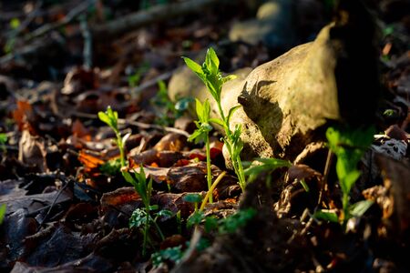 Seedling forest bathing in sunlight next to logの写真素材