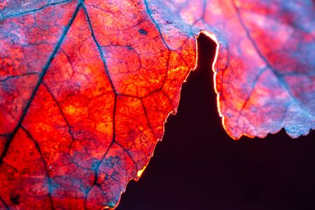 Orange acer leaf vein texture. Macro shot. Black background,の写真素材