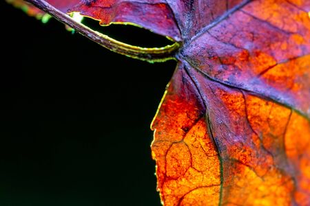 Orange acer leaf vein texture. Macro shot. Backlit with green against black backgroundの写真素材