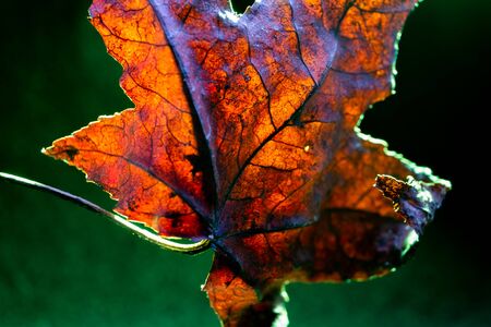 Golden acer leaf backlit showing vein texture against green background. Macro shot.の写真素材