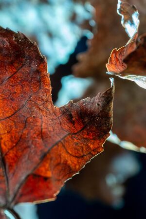 Large acer leaf reaching out to smaller baby leaf against blue tone leaf background