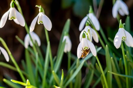 Honey bee inside snowdrop showing yellow pollen collected on legs in sunshine