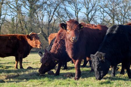 Herd of Dexter cows eating fodder beet in field with one cow sticking out tongueの写真素材