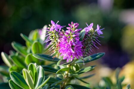 Purple Queen Hebe first spring flowers on green shrub with bokeh background. Close up