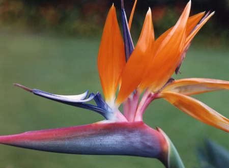 Bird Of Paradise flower.