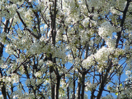 Flowering Treeの写真素材