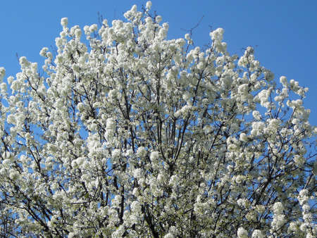 Flowering Treeの写真素材