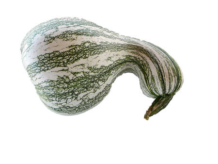 Cashew Squash, Cashew Pumpkinの写真素材