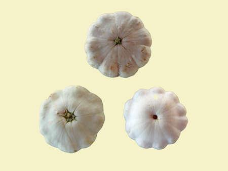 Scallop/Hybrid Squash, yellow backgroundの写真素材